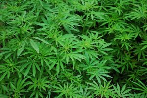 Cannabis-Legalisierung durch Ampelkoalition 2021