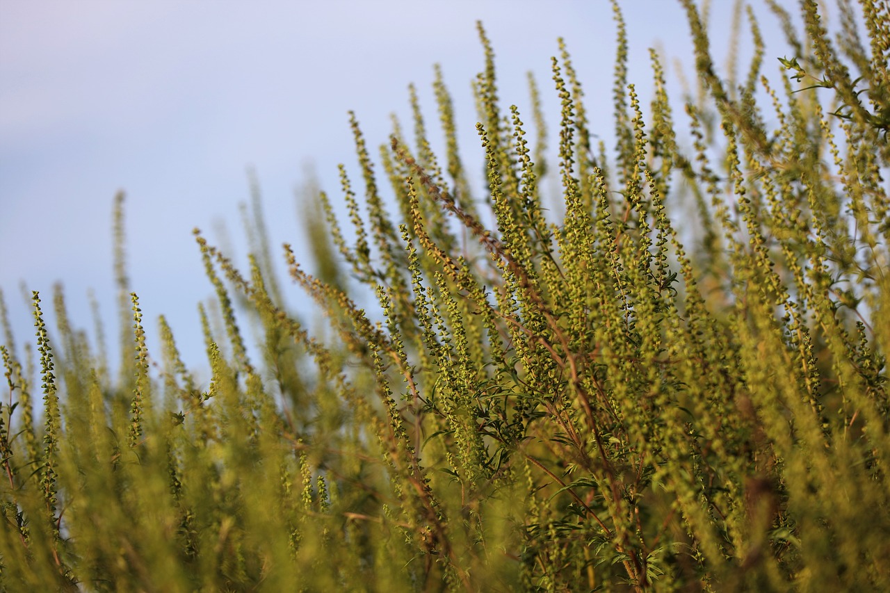 Symbolbild der Ambrosia-Pflanze, Hinweis auf ihre invasive Natur und allergieauslösenden Eigenschaften
